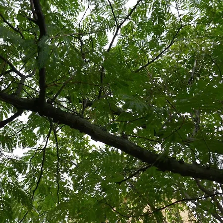 Daire Au Palais Des Rois De Majorque