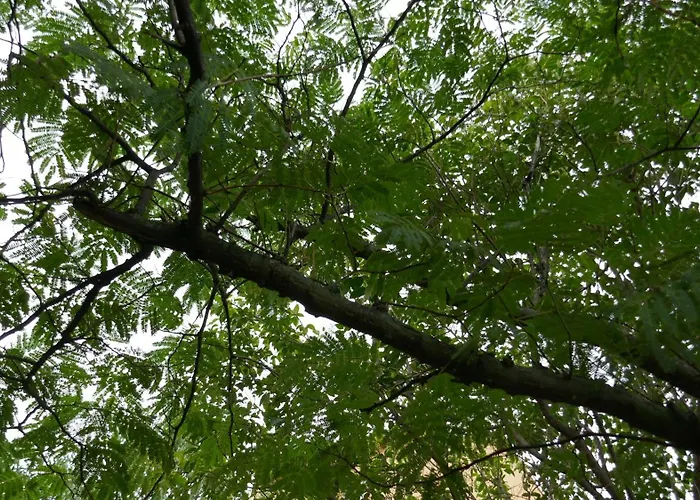 Appartement Au Palais Des Rois De Majorque